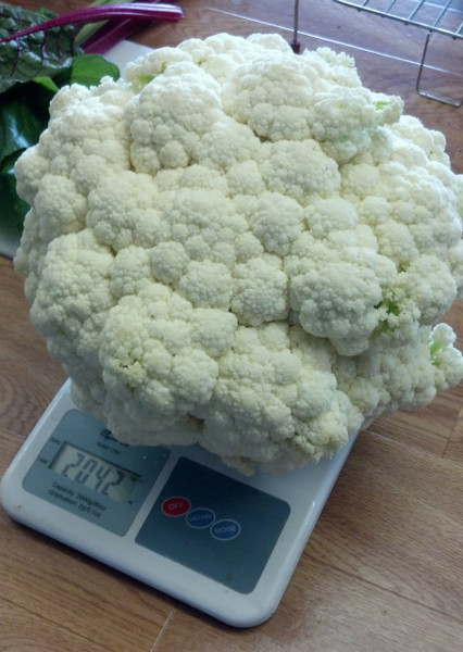 2kg-cauliflower.jpg
