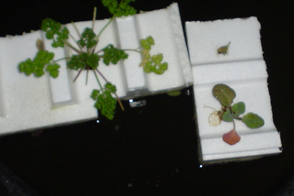 Parsley and Cauli floaters..jpg