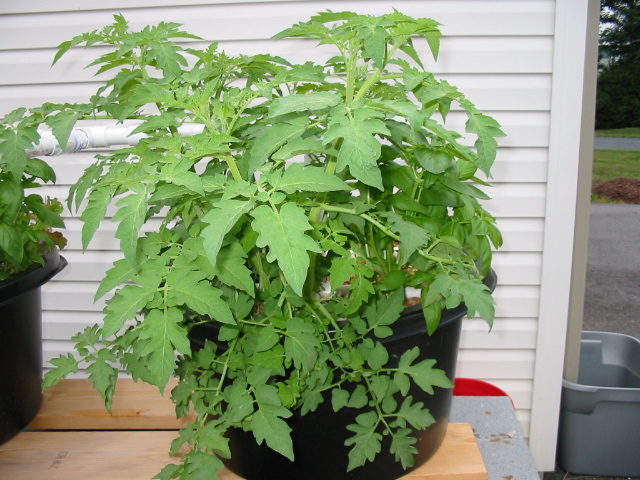 Round Bed 2 Sep 1.JPG