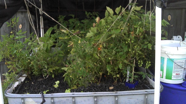 two tomato bushes.jpg