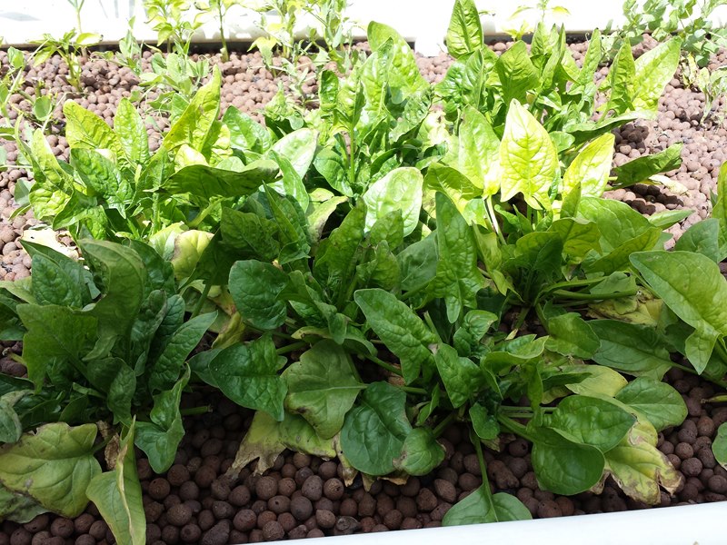 2013-09-21 12.16.59 [800x600].jpg