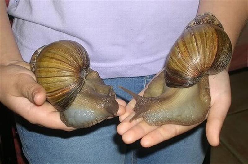 giant_snails_01 (Medium).jpg