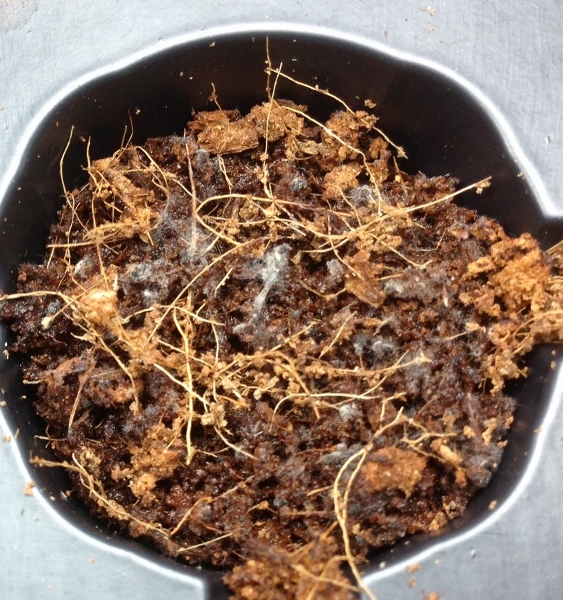 photo 1 (563x600).jpg