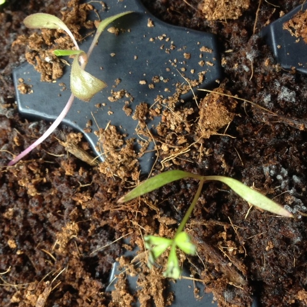 photo 2 (600x600).jpg