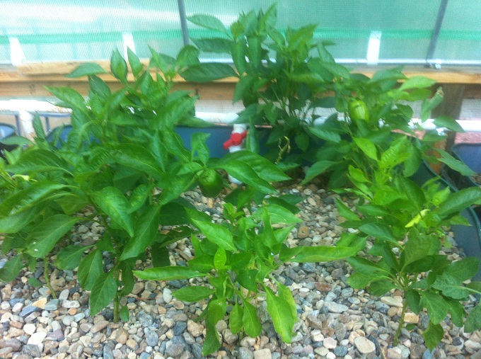 Bell and banana pep 9-27-13.JPG