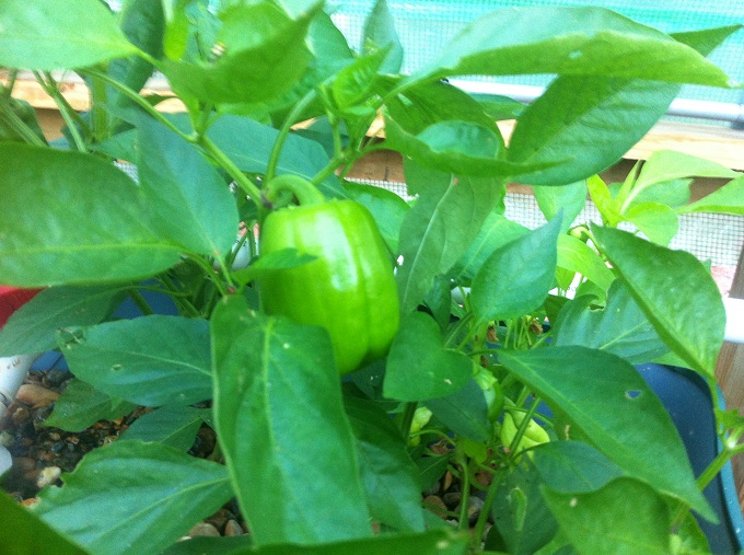 bell peppers 9-27-13.JPG