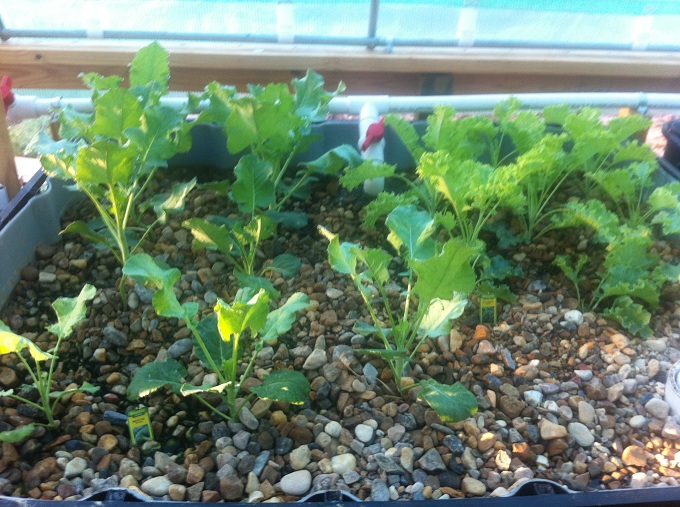 Broc-Kale 9-27-13.JPG