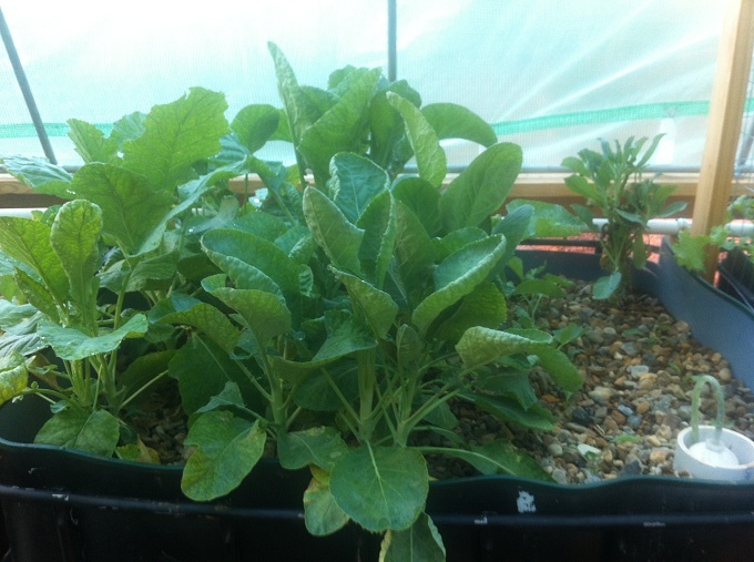 Cloiflower 9-27-13.JPG