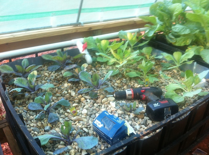 red and grn cabbage 9-27-13.JPG