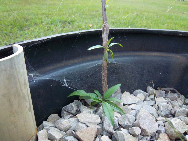 plants 007 (Custom).jpg