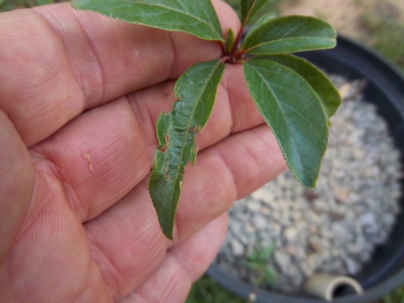 plants 006 (Custom).jpg