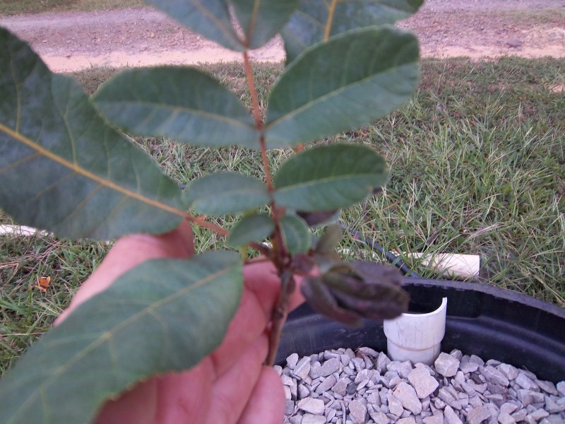 plants 005 (Custom).jpg