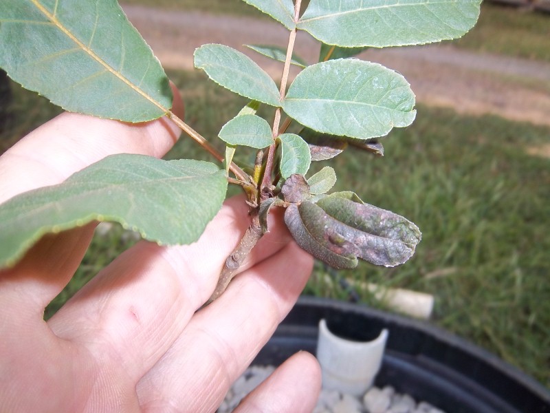 plants 004 (Custom).jpg