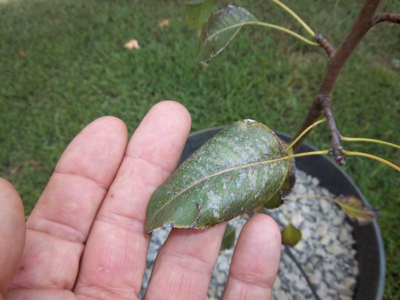 plants 003 (Custom).jpg