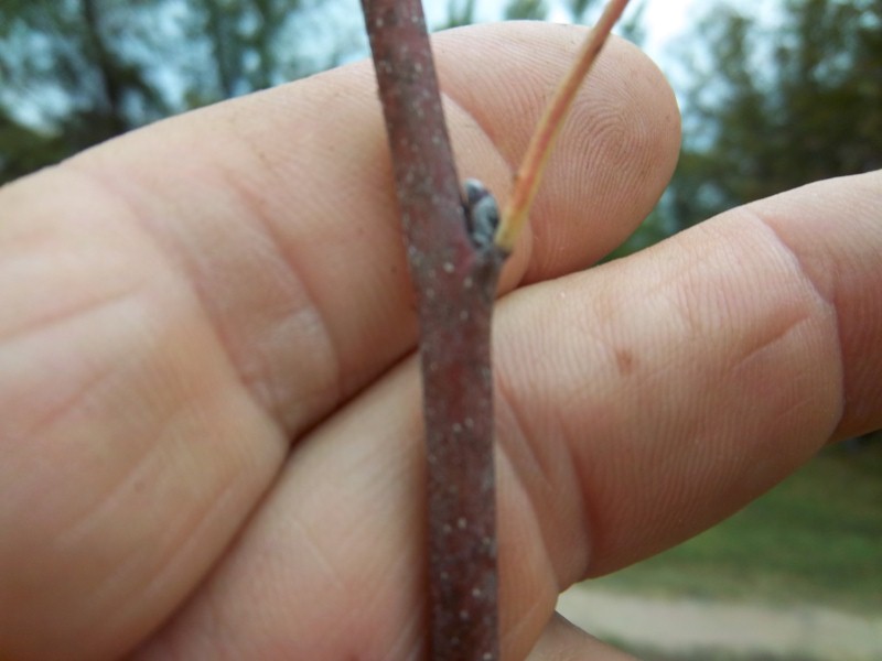 plants 002 (Custom).jpg