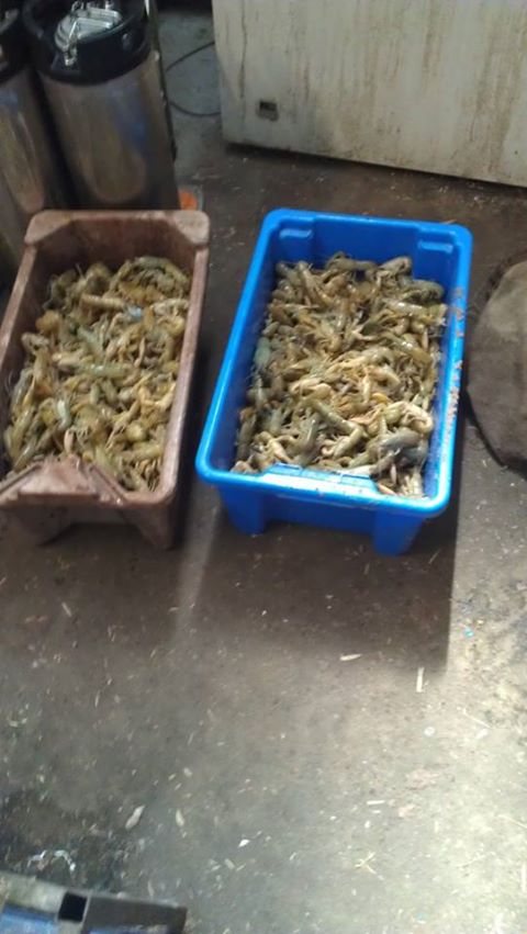 Yabbies Sept Clear Lake.jpg