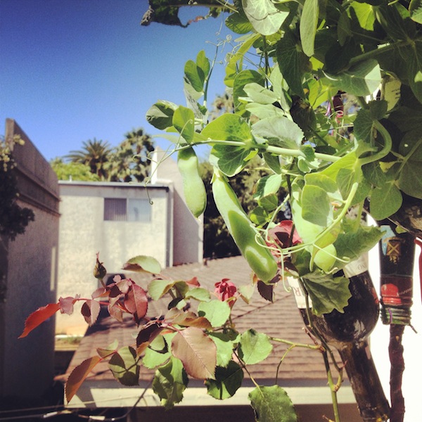 peas rose bush kale copy.JPG