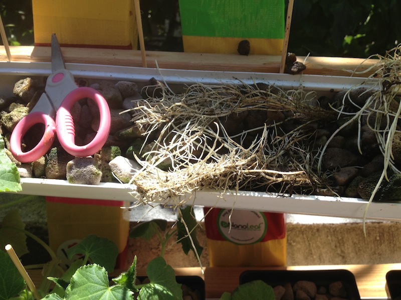 root pruning results copy.JPG