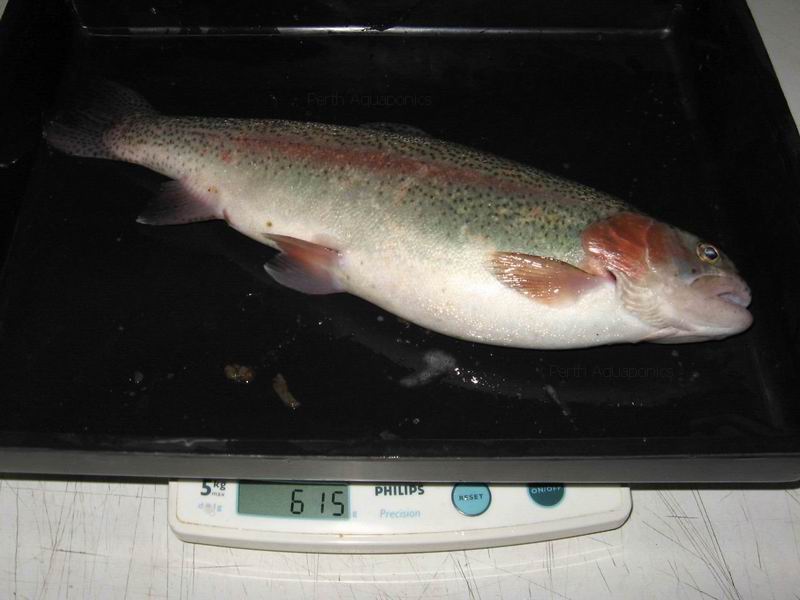 Perth Aquaponics - Trout Weights 05-10-13 b.jpg