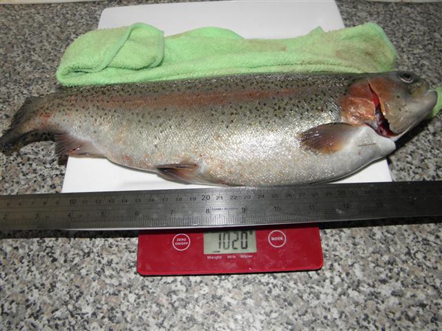 PA050098 (Small).JPG