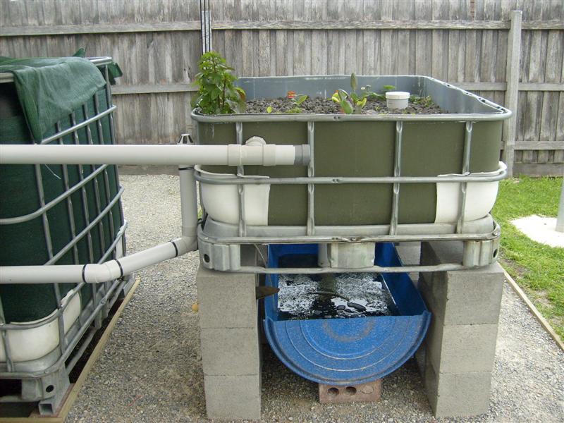 S6303148 (Medium).JPG