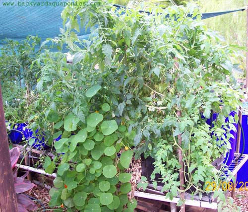 pawpaw_and_tom_2_377 copy.jpg