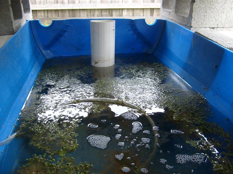 S6303153 (Medium).JPG