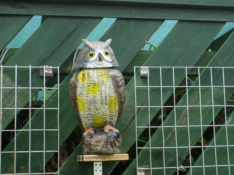 S6303144 (Medium).JPG