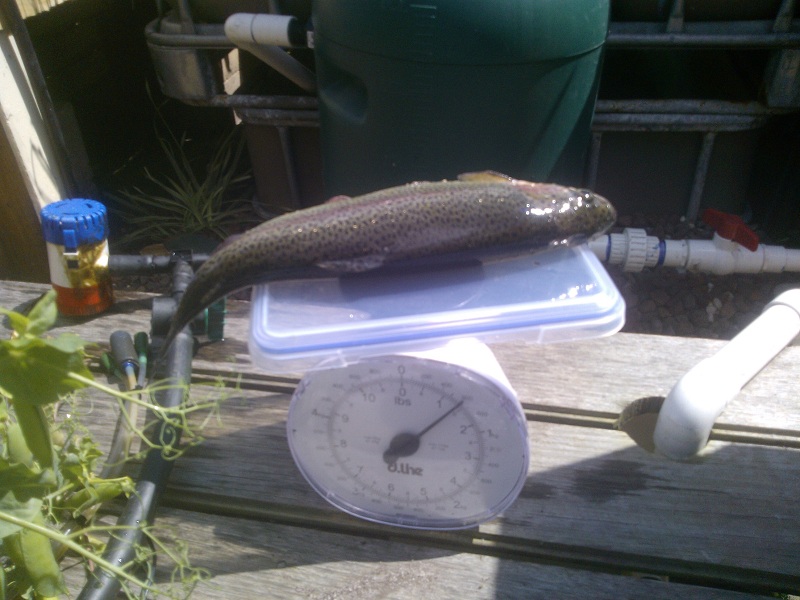 trout600g.jpg
