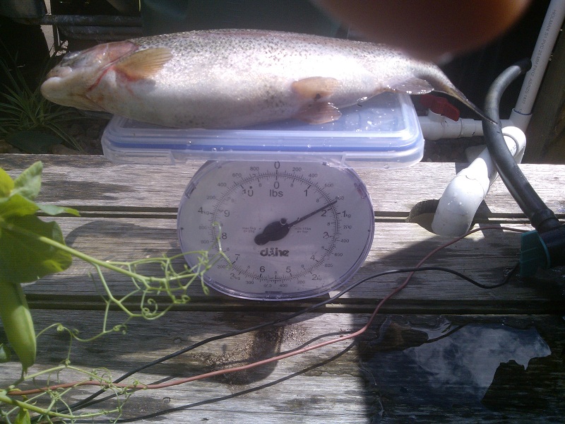 trout800g.jpg