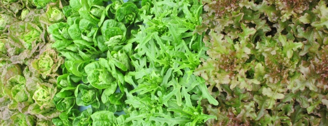 freshly picked feature.JPG