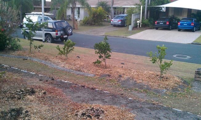 citrus and natives.jpg