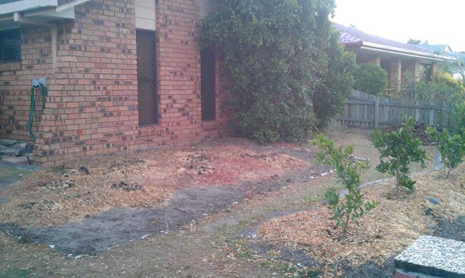 citrus and natives frontyard.jpg