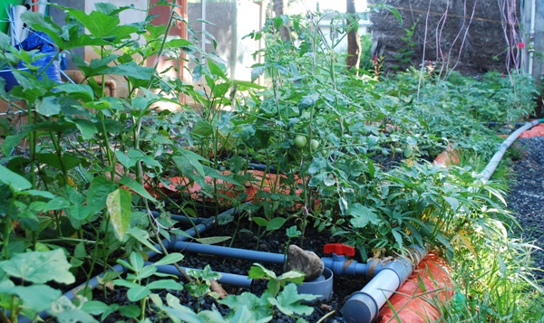 NARDC-8 three-in-one growbed, fruiting tomatoes.JPG