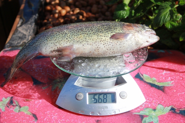 IMG_0340 (600x400).jpg