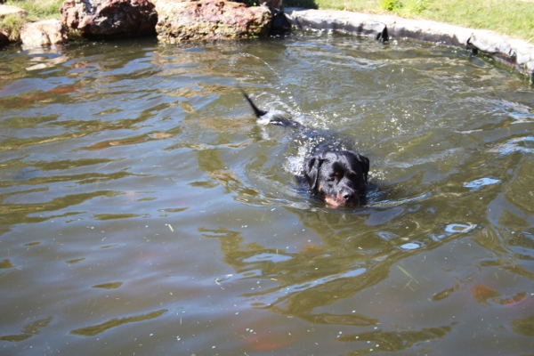 IMG_0359 (600x400).jpg