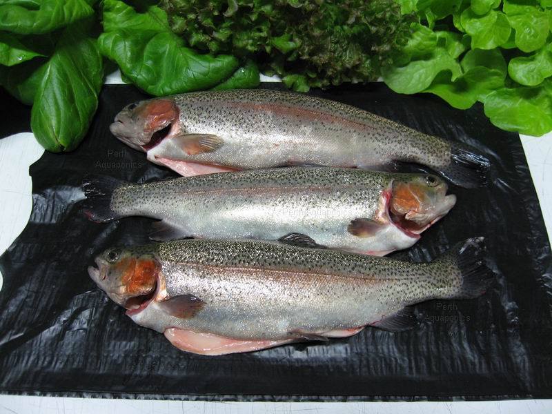 Perth Aquaponics - 2013 Trout Harvest a.jpg