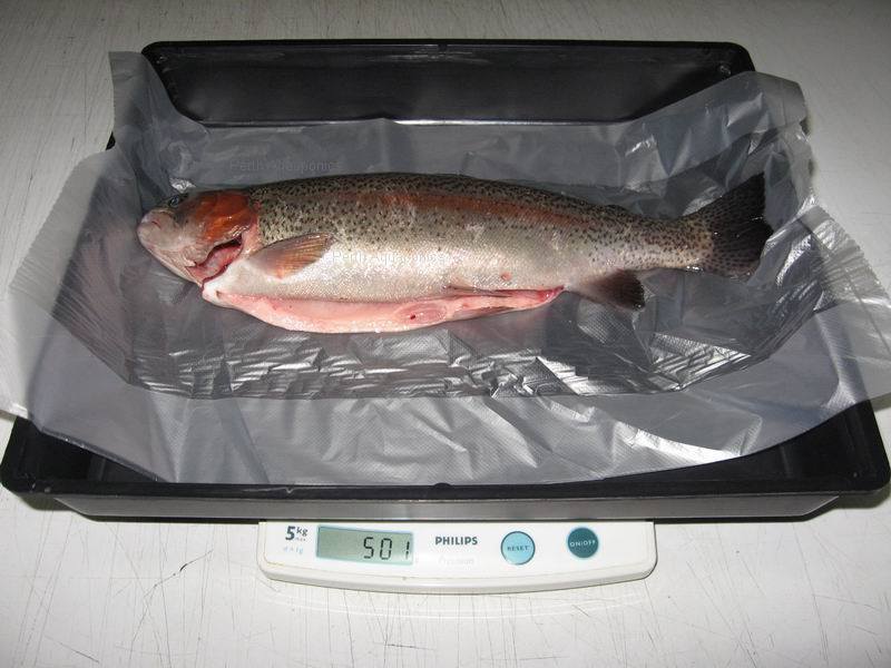 Perth Aquaponics - 2013 Trout Harvest b.jpg