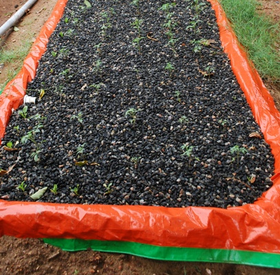 NARDC Aquaponic growbed using HDPE pond liner.JPG