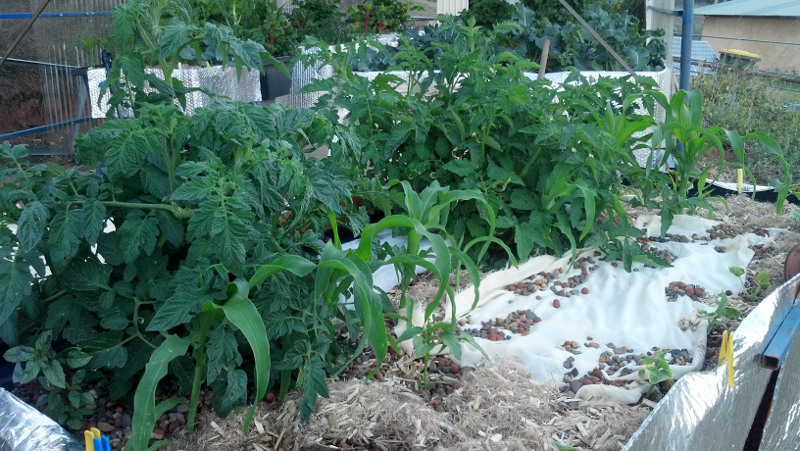 Tomato-corn20131012.jpg