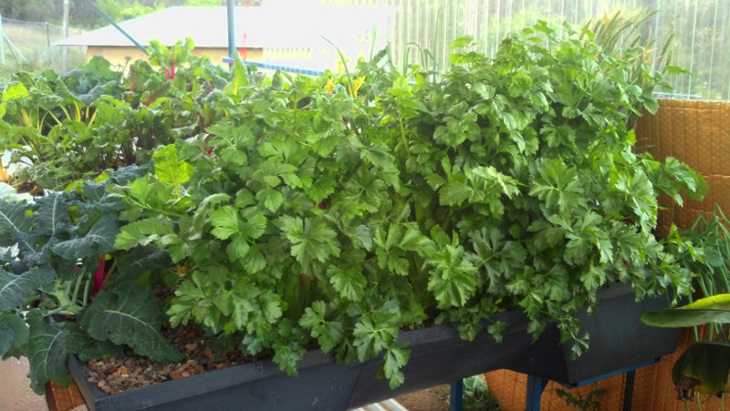 Celery20131012.jpg