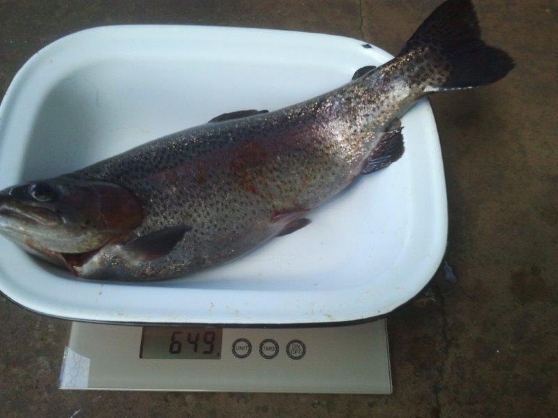 2013-10-17  Trout.jpg