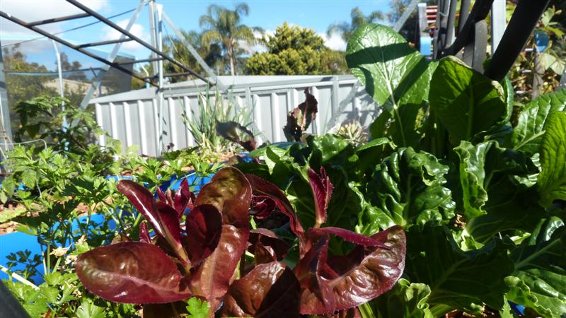 P1040005 (Medium).JPG