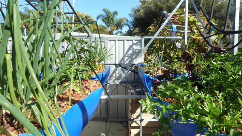 P1040009 (Medium).JPG