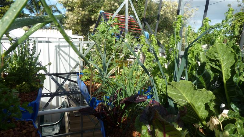 P1040089 (Medium).JPG