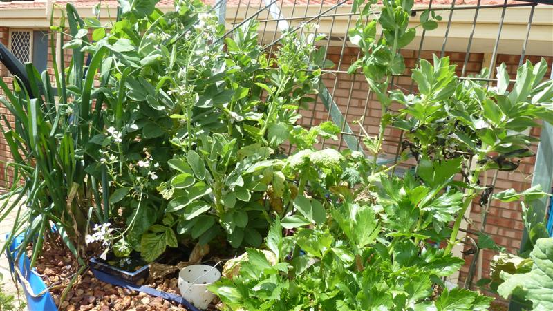 P1040090 (Medium).JPG