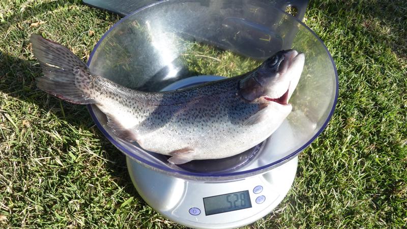 P1040105 (Medium).JPG