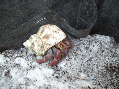 my assistant for mixing sand and coco fiber.jpg