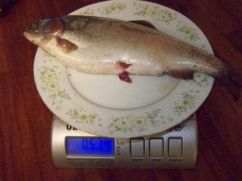 100_7660 (Custom).JPG