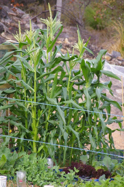 05 08 11_0903 (399x600).jpg